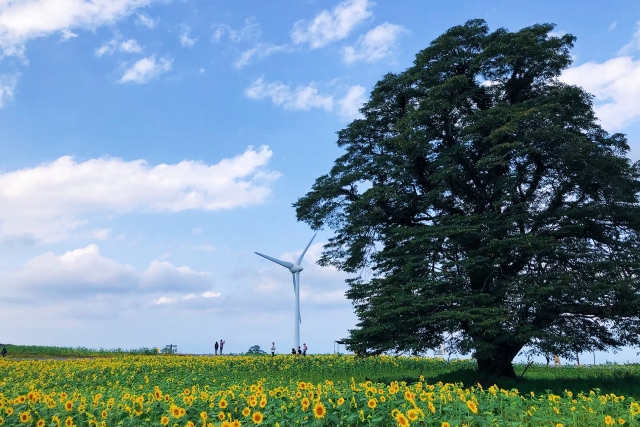 ひまわりと木と気候